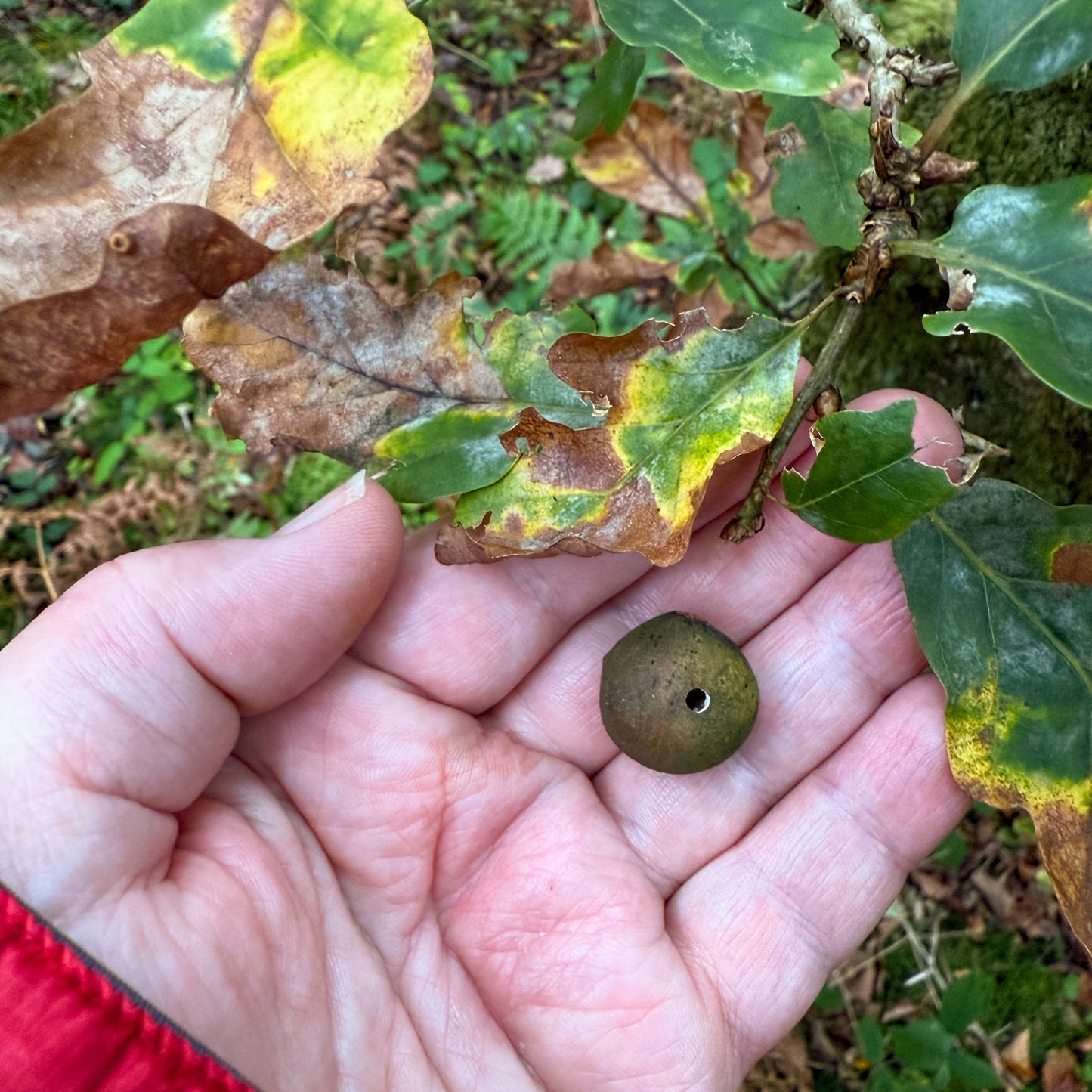 October: Having the Gall