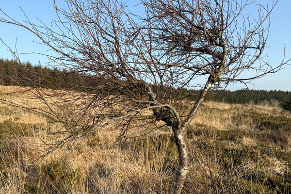 Absence of Colour in Dartmoor's Pollen Record