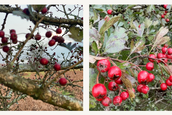 Hawthorn (Crataegus monogyna)