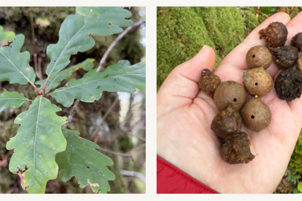 Oak (Quercus)