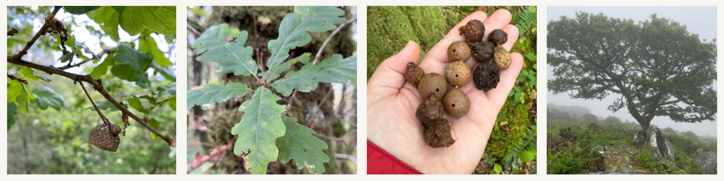 Oak (Quercus)