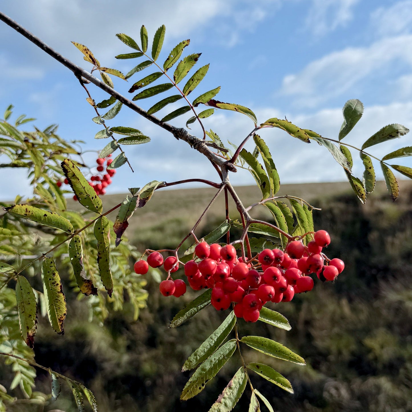 September: Chasing the Berries