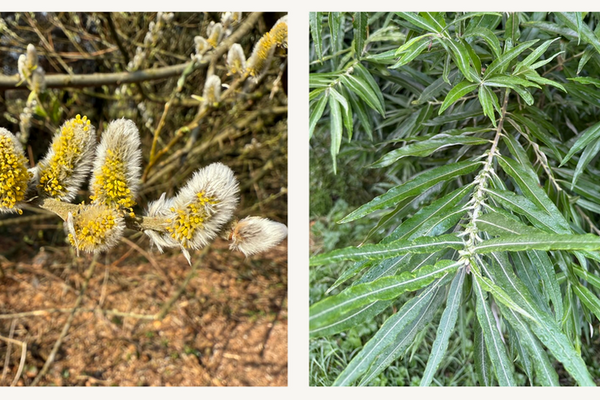 Willow (Salix)