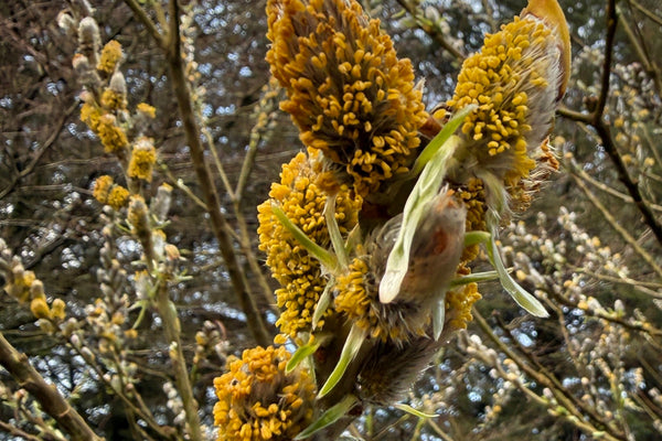 How is the pollen record collected?
